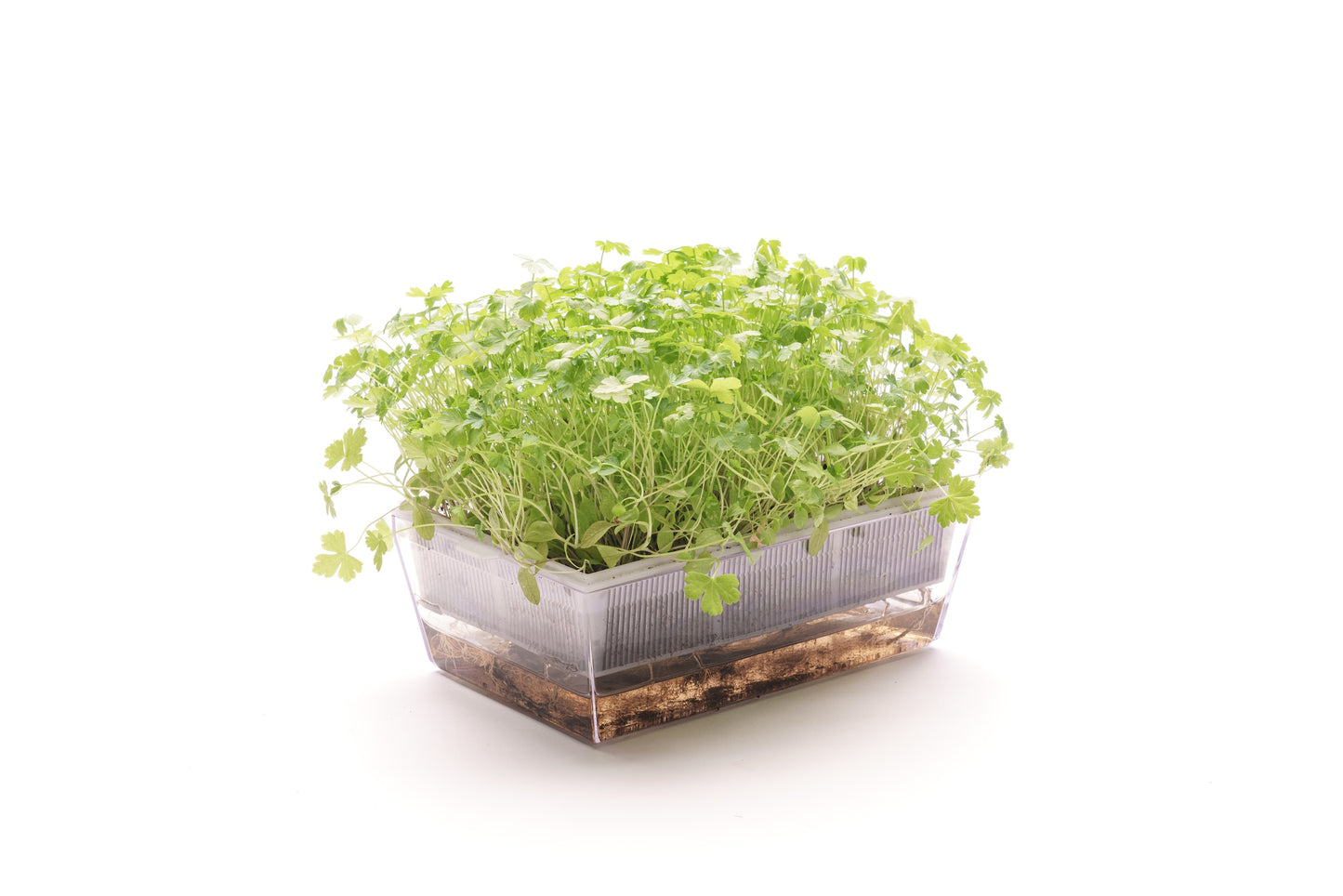 Starter kit aromatiche & microgreens - Aroma4 - sk908