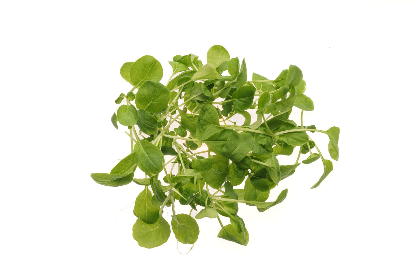 Set 9 semi bio per baby leaves & microgreens sm905
