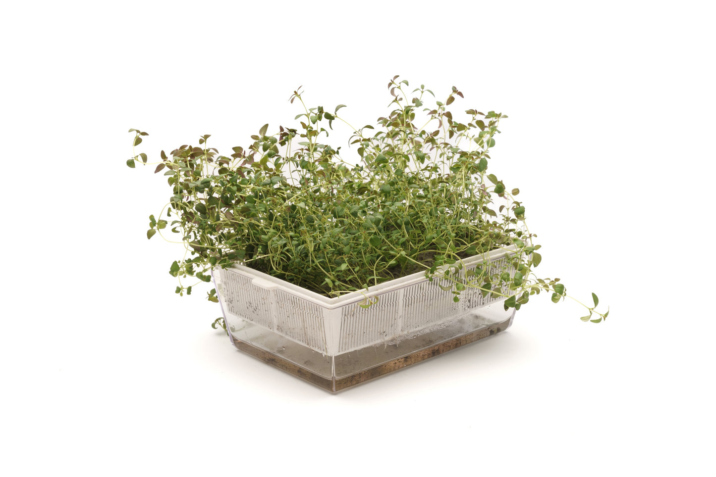 Starter kit aromatiche & microgreens - Aroma7 - sk909