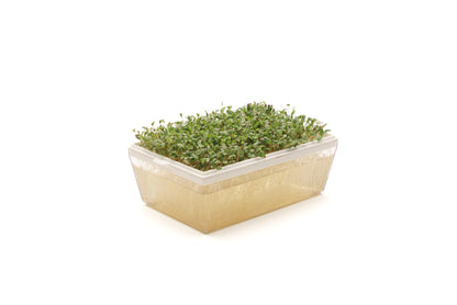 Starter kit germogli & microgreens - Vita S - sk900