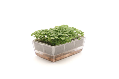 Starter kit aromatiche & microgreens - Aroma4 - sk908