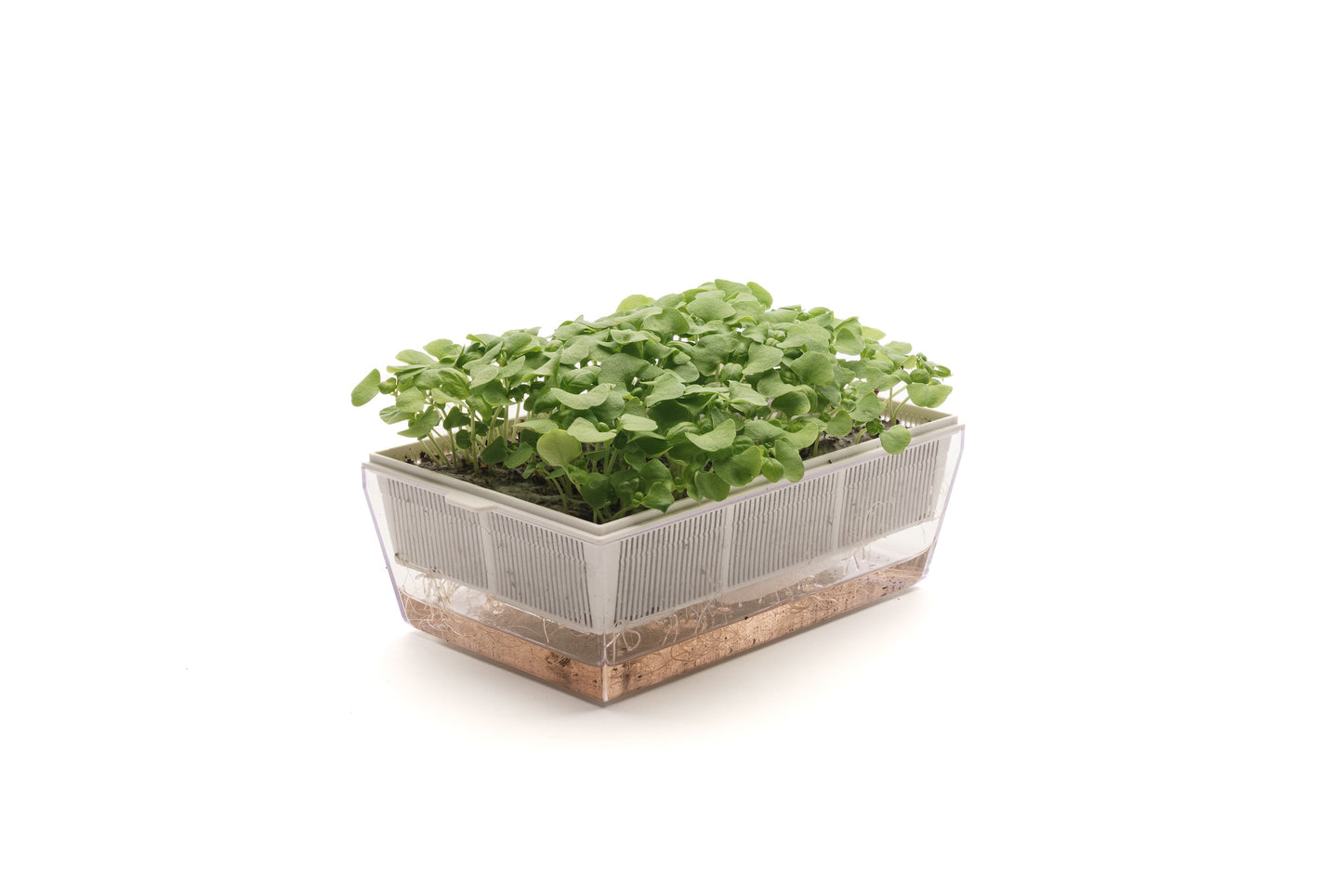 Starter kit aromatiche & microgreens - Aroma7 - sk909