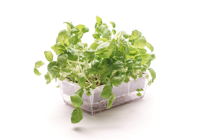 Starter kit aromatiche & microgreens - Aroma2 - sk907