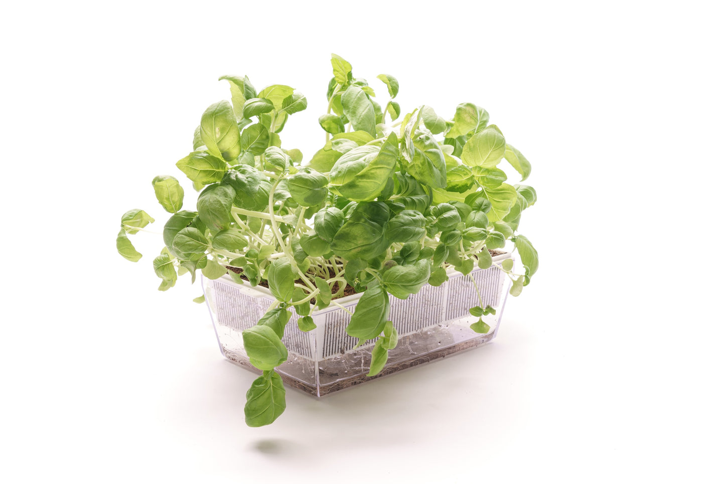 Starter kit aromatiche & microgreens - Aroma7 - sk909