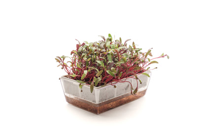 Starter kit Bieta Bull's Blood - sk906