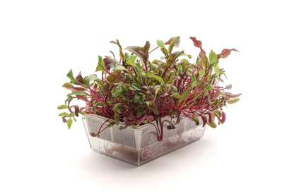 Starter kit Bieta Bull's Blood - sk906