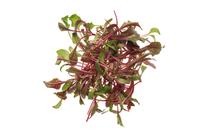 Starter kit Bieta Bull's Blood - sk906