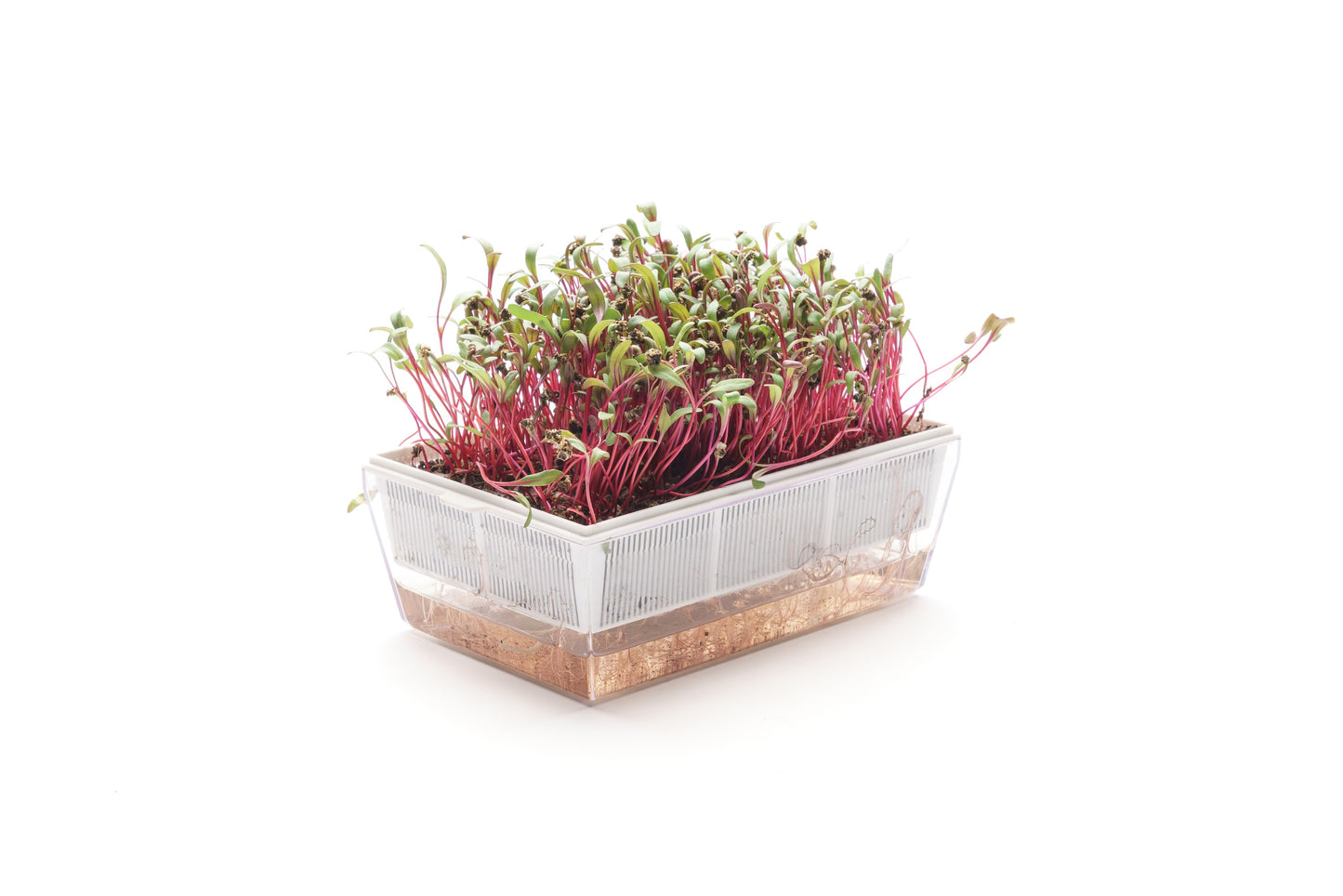 Starter kit Bieta Bull's Blood - sk906