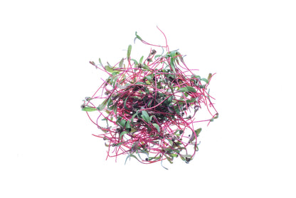 Starter kit Bieta Bull's Blood - sk906