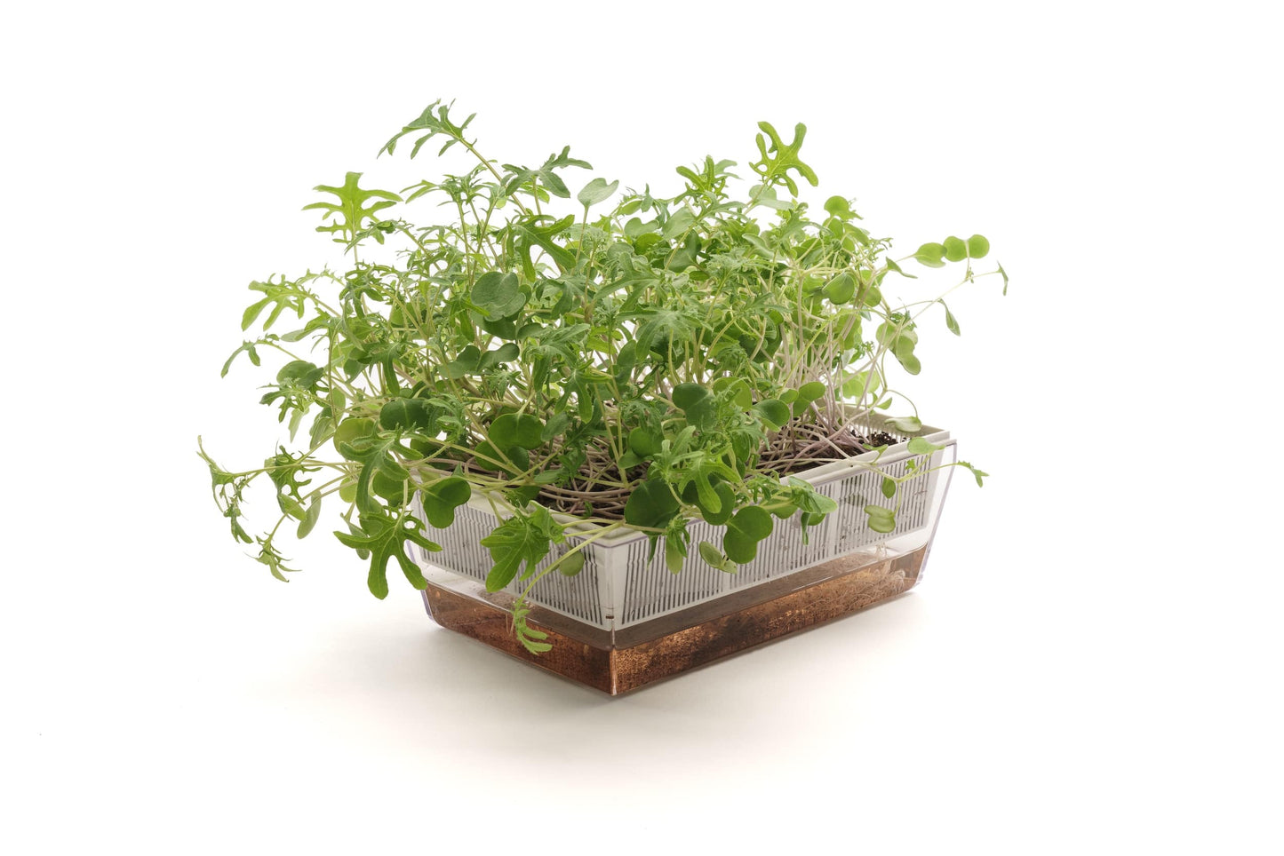 EVA S - Kit di coltivazione con cocco