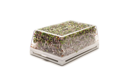 Starter kit germogli & microgreens - Vita L - sk902
