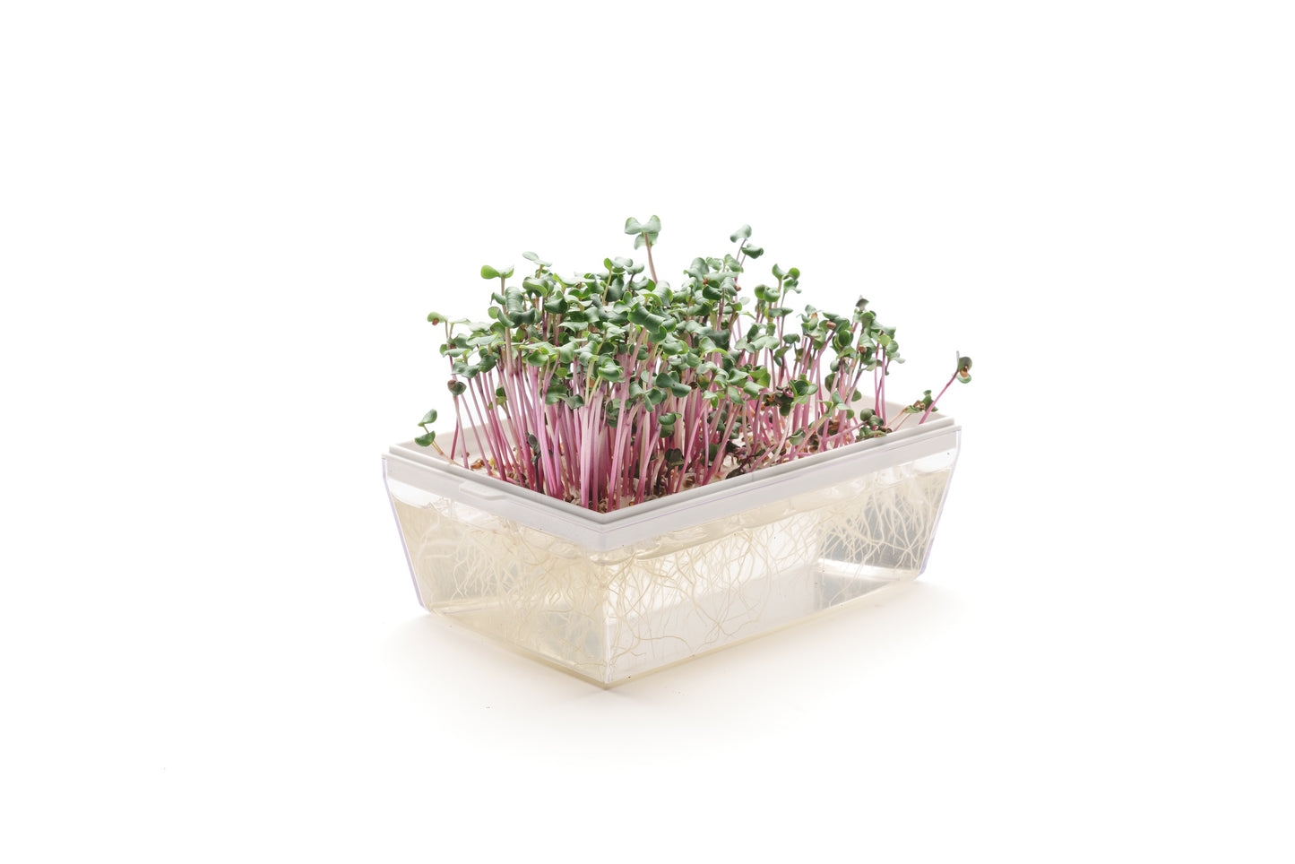 Starter kit germogli & microgreens - Vita S - sk900