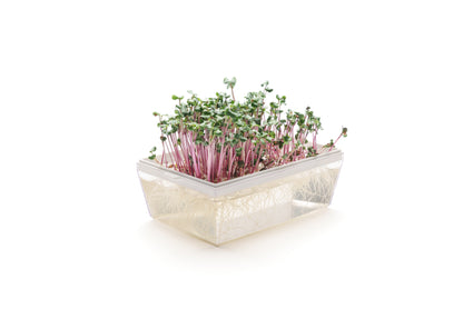 Starter kit germogli & microgreens - Vita L - sk902