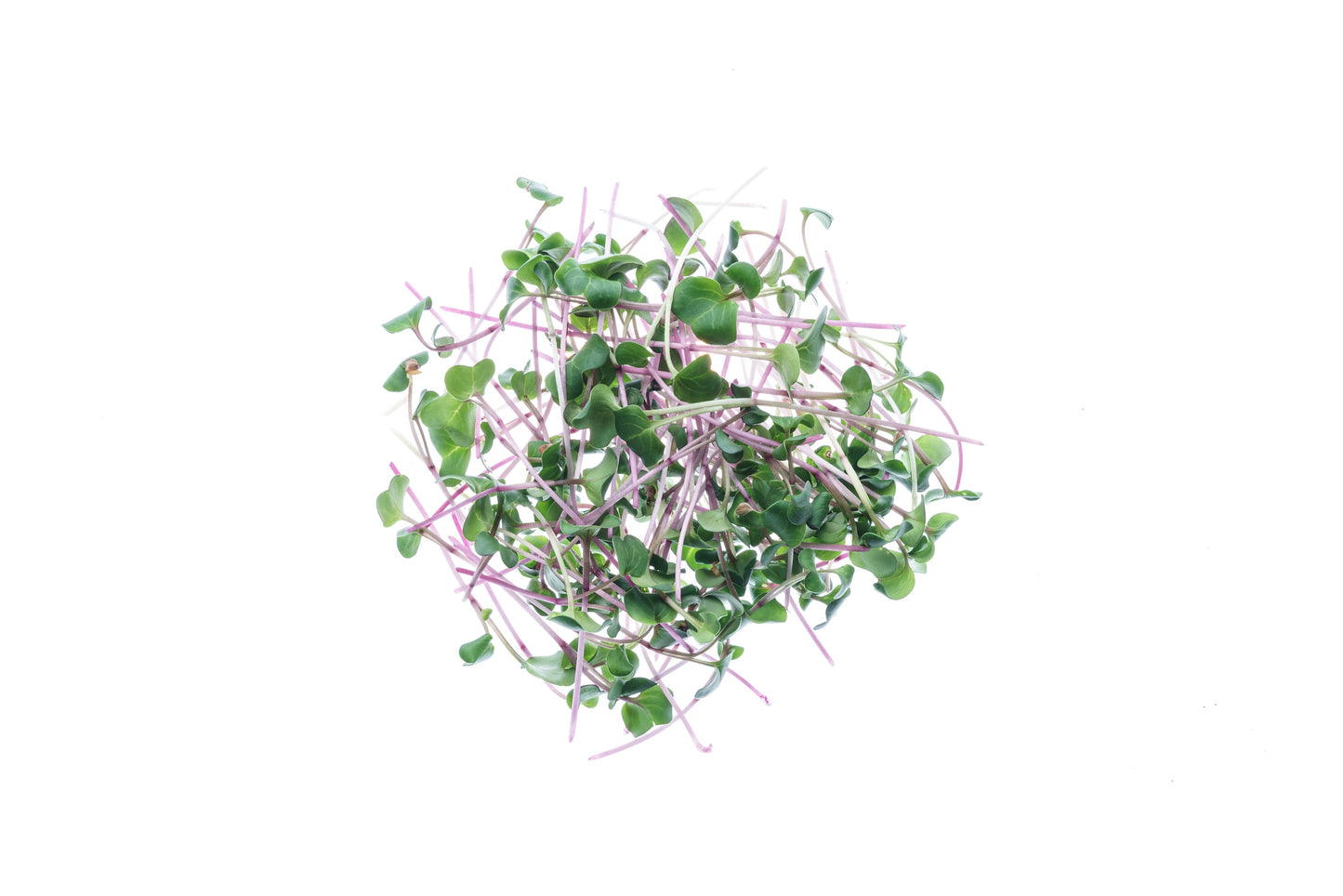 Starter kit germogli & microgreens - Vita L - sk902