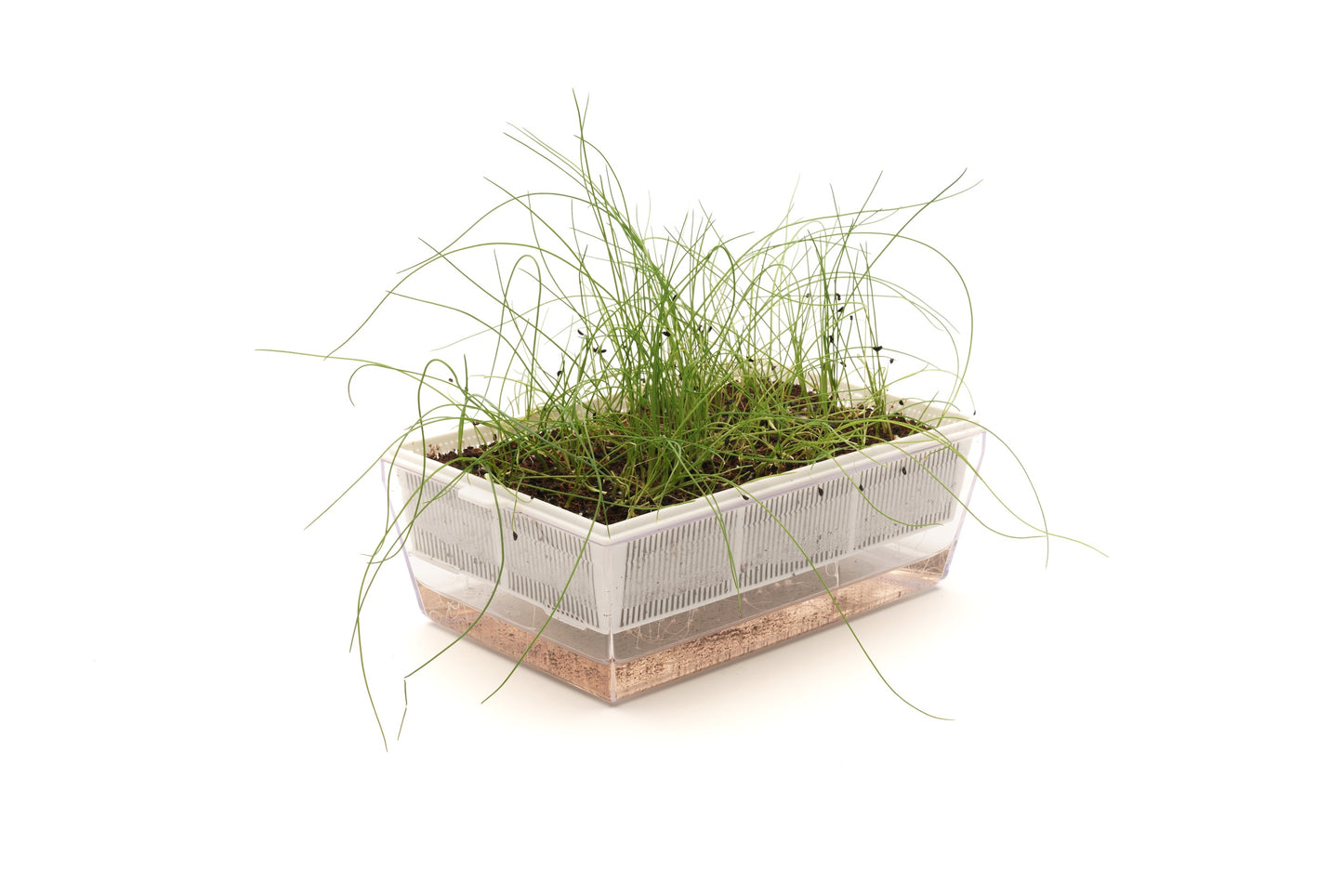 Starter kit aromatiche & microgreens - Aroma7 - sk909