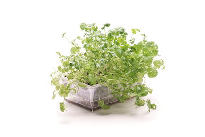 Starter kit aromatiche & microgreens - Aroma7 - sk909