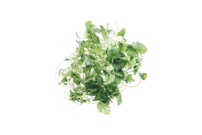 Set 9 semi bio per baby leaves & microgreens sm905