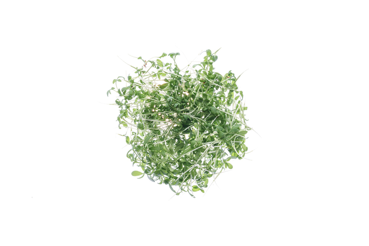 Set 3 semi bio per microgreens - mucillaginosi - sm902