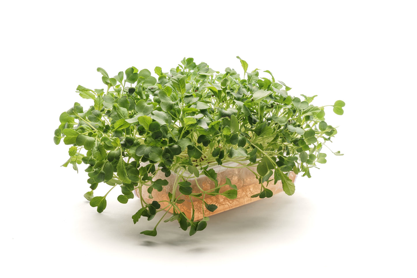 Starter kit germogli & microgreens - Vita M - sk901