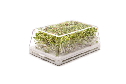 Starter kit germogli & microgreens - Vita M - sk901