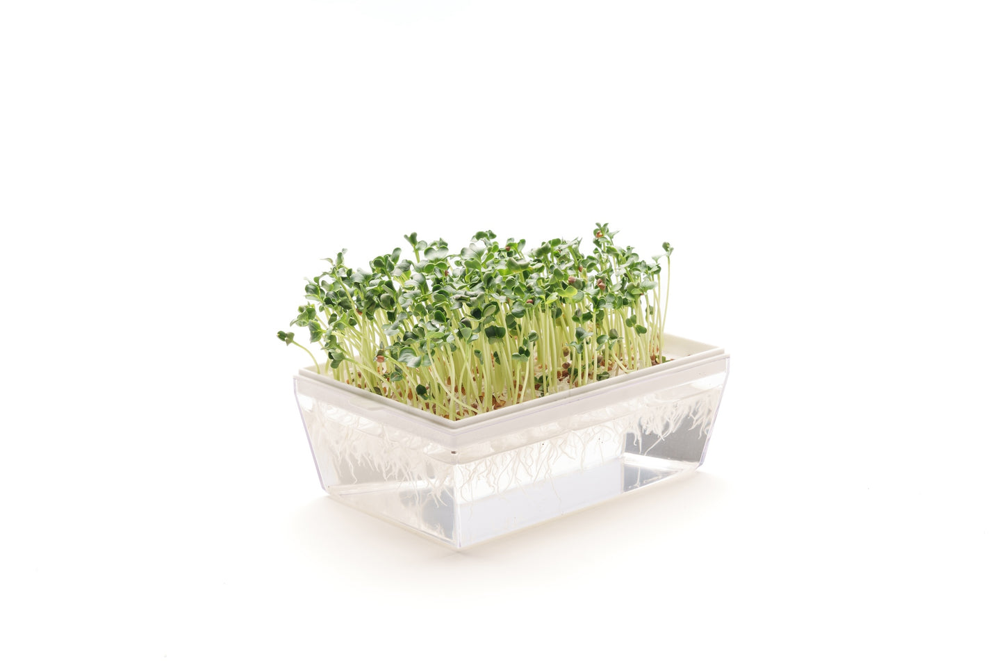 Starter kit germogli & microgreens - Vita M - sk901