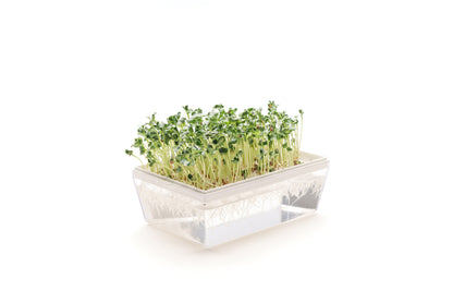 Starter kit germogli & microgreens - Vita L - sk902