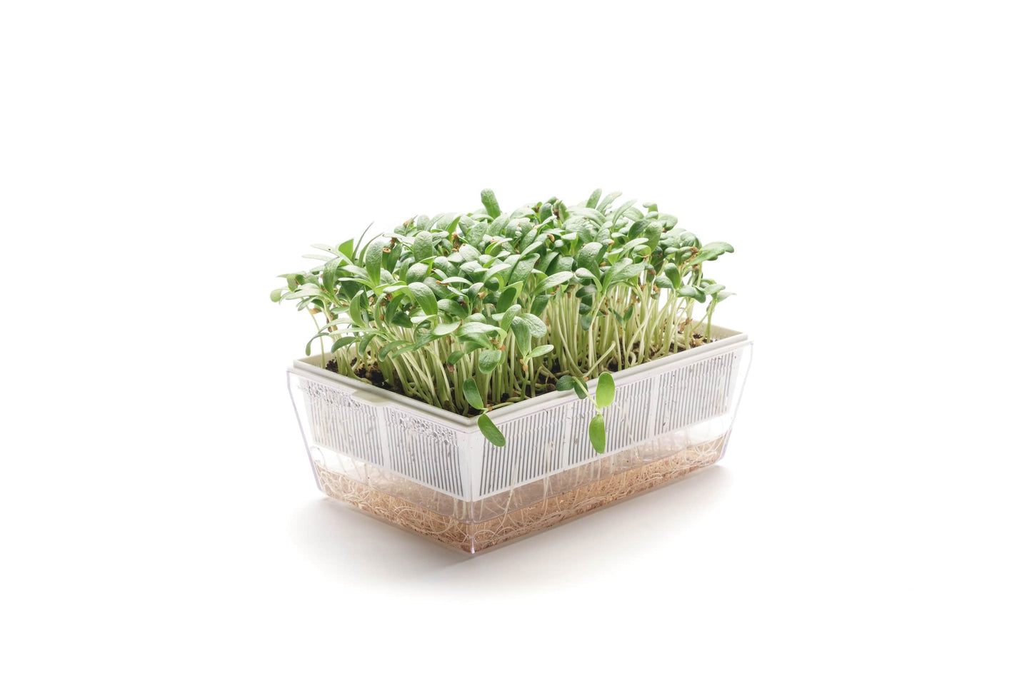 EVA S - Kit di coltivazione con cocco