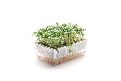 EVA S - Kit di coltivazione con cocco