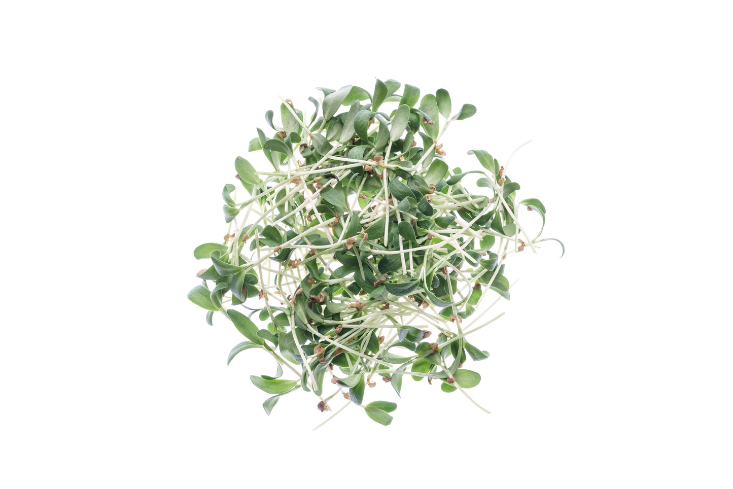 Set 4 semi bio per germogli & microgreens - Legumi - sm904