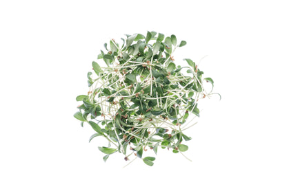 Set 4 semi bio per germogli & microgreens - Legumi - sm904