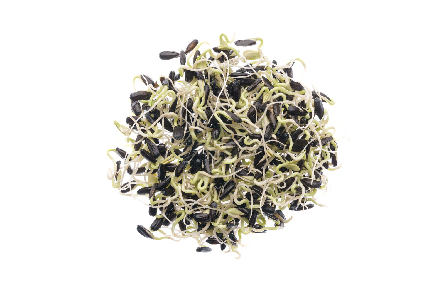 Set 3 semi bio per germogli & microgreens - dolce - sm900