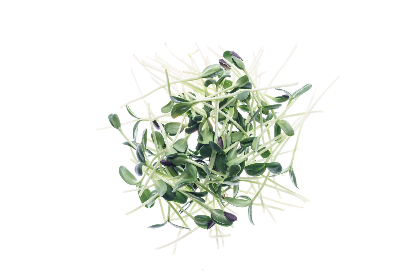 Set 3 semi bio per germogli & microgreens - dolce - sm900