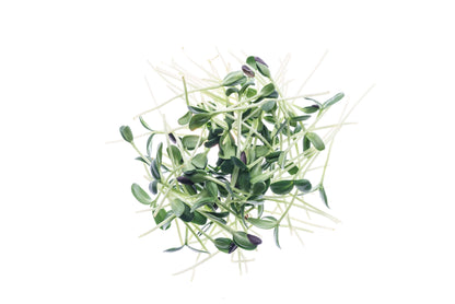 Set 3 semi bio per germogli & microgreens - dolce - sm900