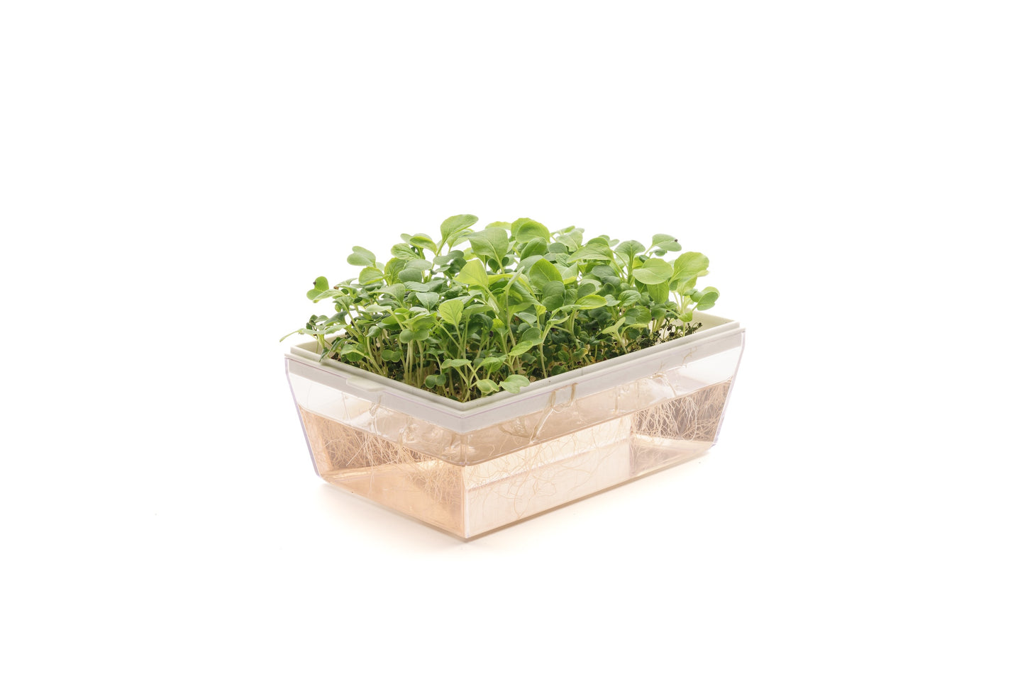 Starter kit baby leaves & microgreens - Asia Mix - sk904