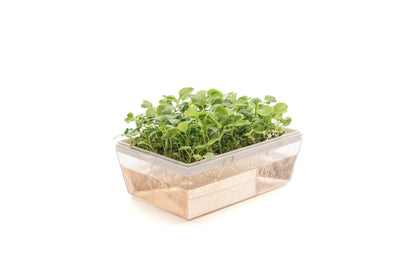 Starter kit baby leaves & microgreens - Asia Mix - sk904