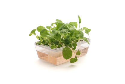 Starter kit baby leaves & microgreens - Asia Mix - sk904