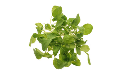 Set 9 semi bio per baby leaves & microgreens sm905