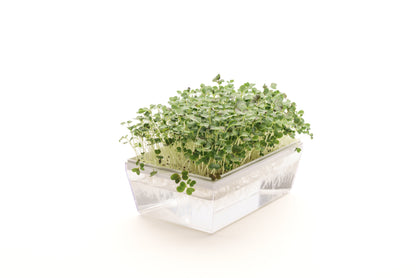 Starter kit baby leaves & microgreens - Asia Mix&Lattuga - sk905