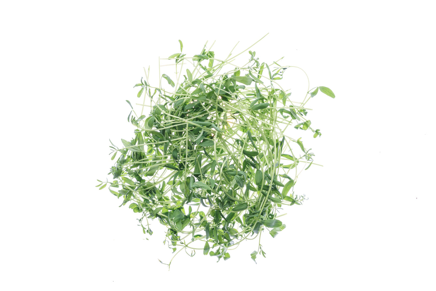 Set 4 semi bio per germogli & microgreens - Legumi - sm904