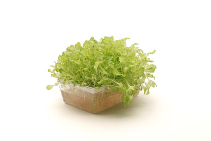 Starter kit baby leaves & microgreens - Asia Mix&Lattuga - sk905