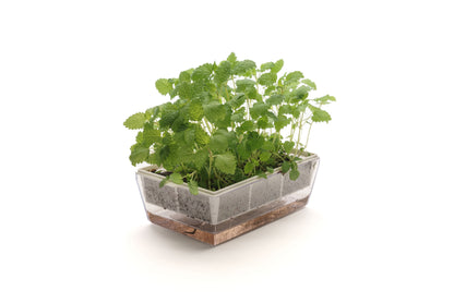 Starter kit aromatiche & microgreens - Aroma7 - sk909