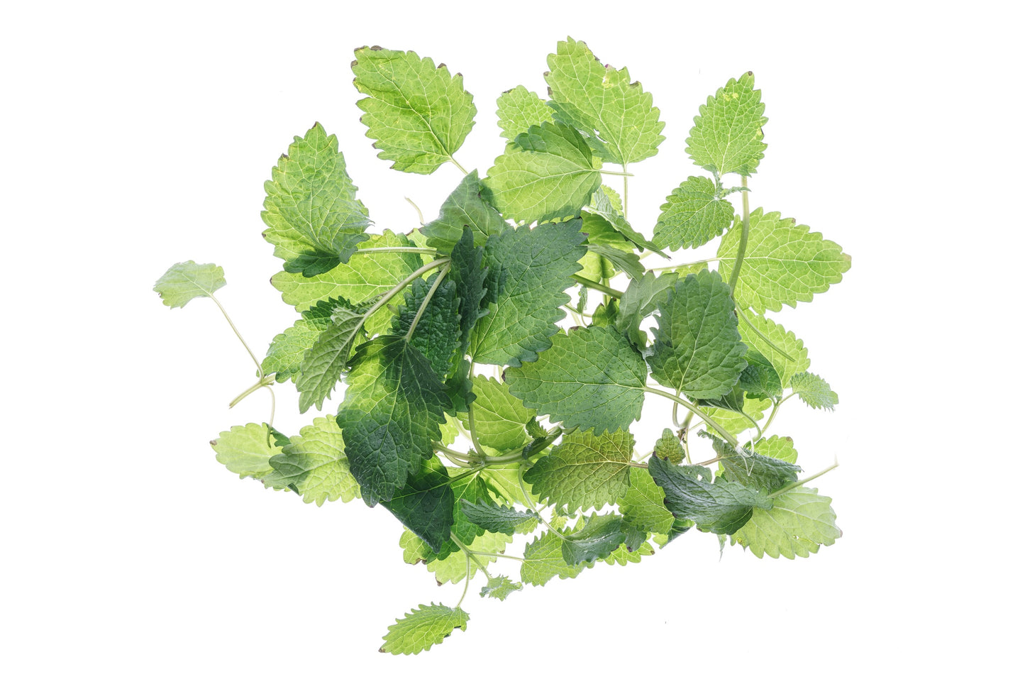 Starter kit aromatiche & microgreens - Aroma4 - sk908