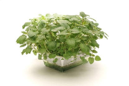 Starter kit aromatiche & microgreens - Aroma7 - sk909