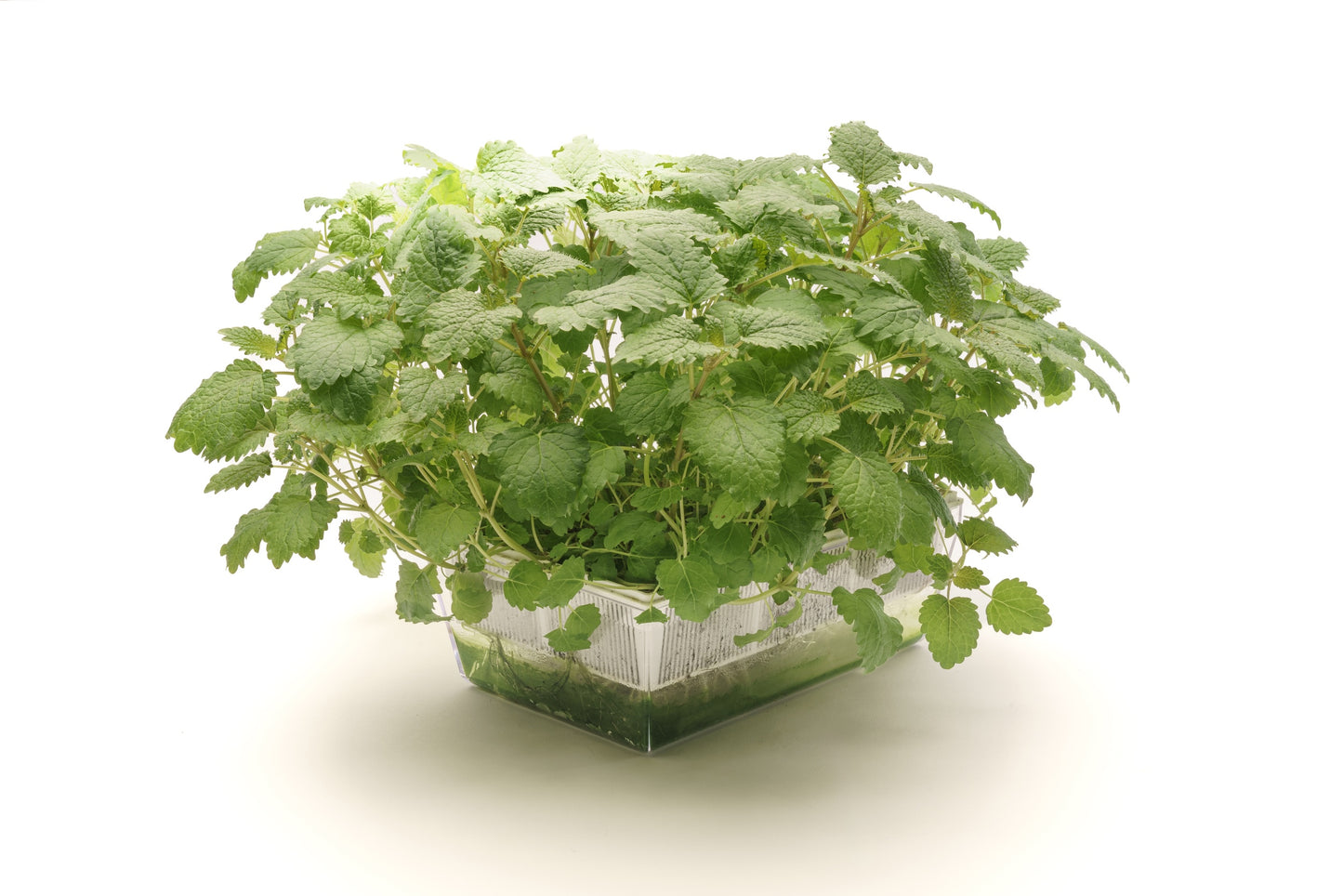 Starter kit aromatiche & microgreens - Aroma4 - sk908