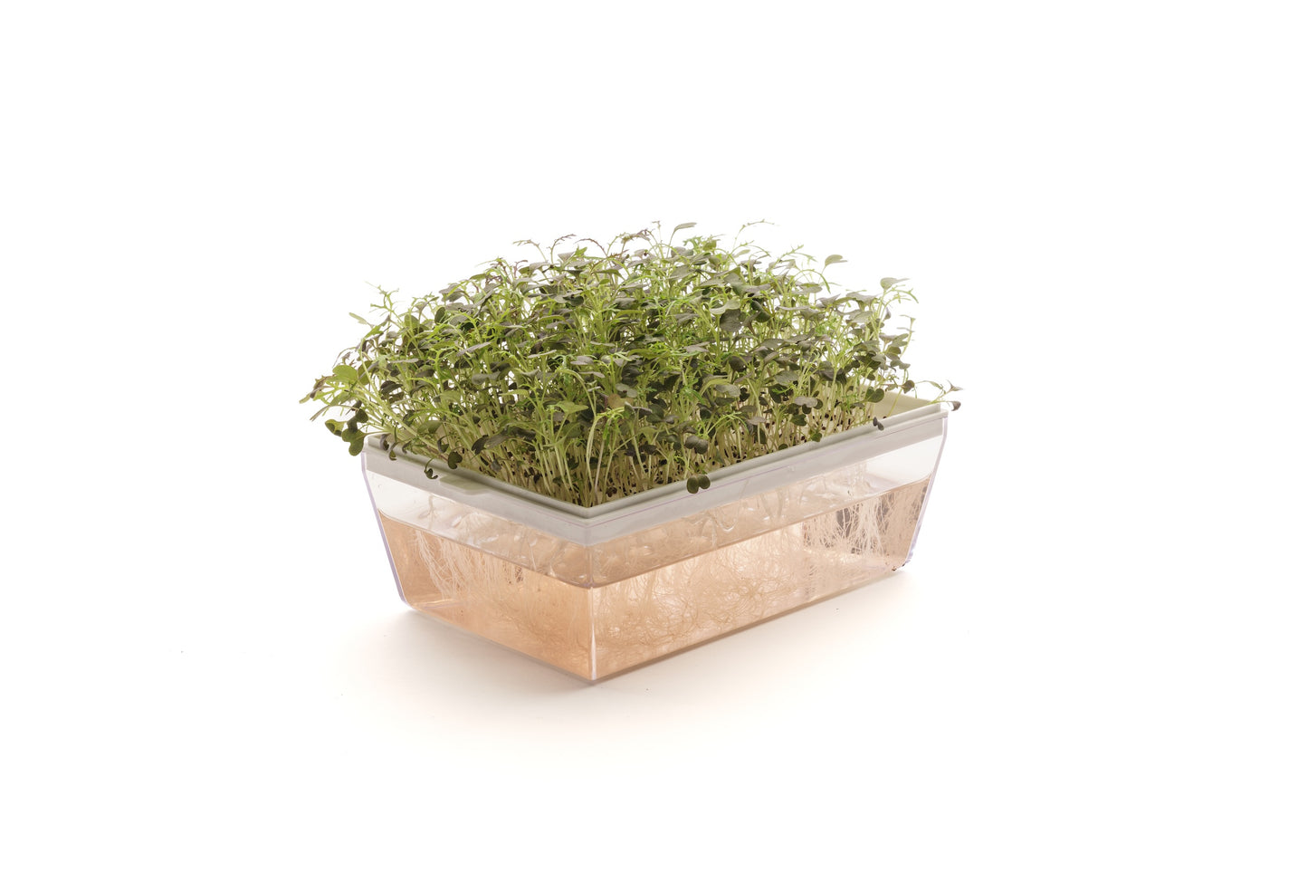 Starter kit baby leaves & microgreens - Asia Mix - sk904