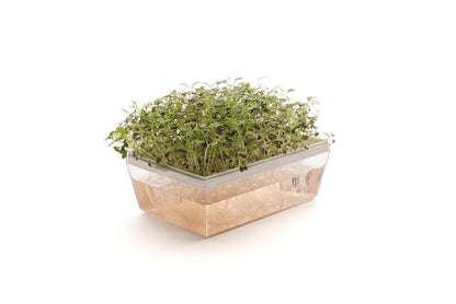 Starter kit baby leaves & microgreens - Asia Mix - sk904