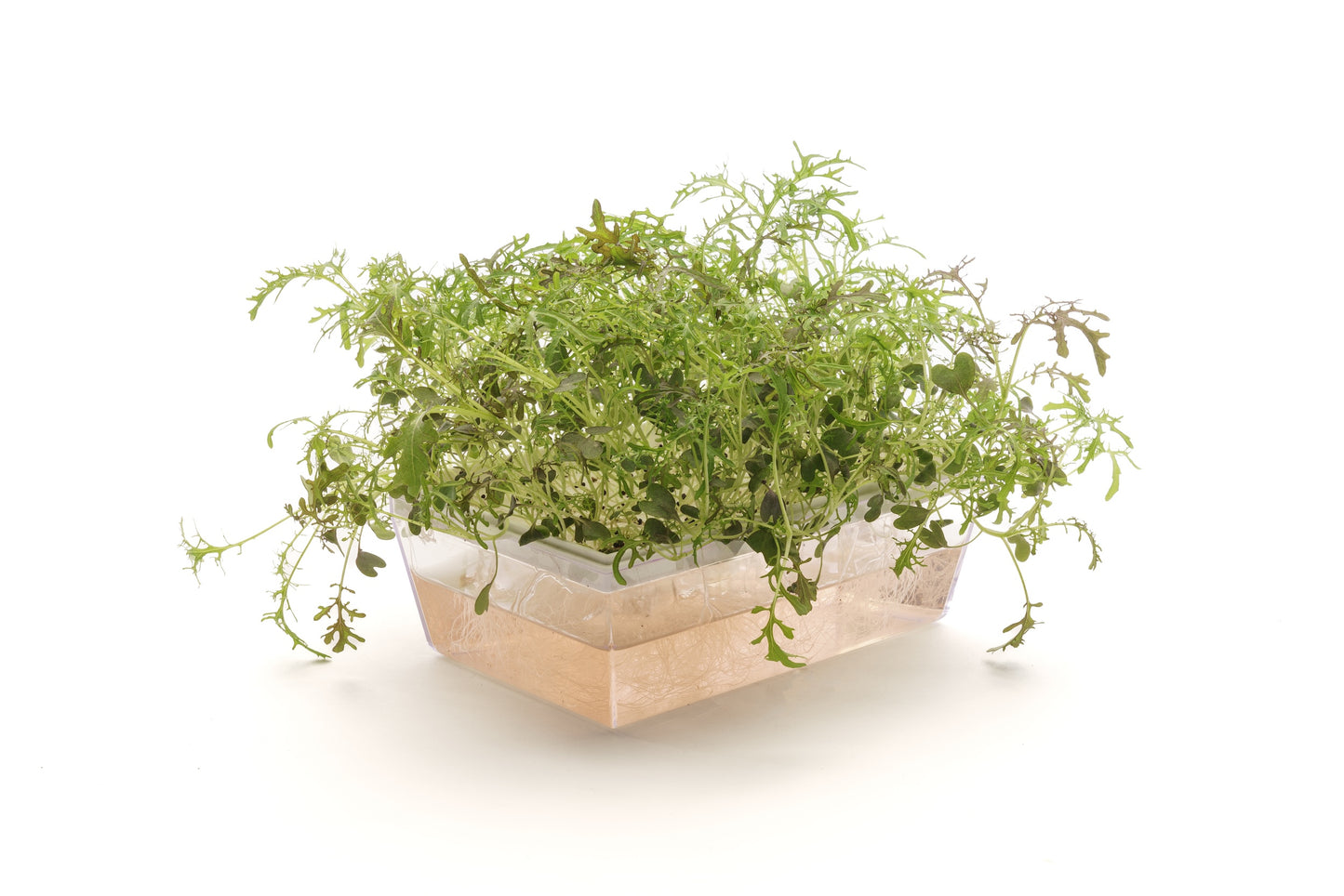 Starter kit baby leaves & microgreens - Asia Mix - sk904