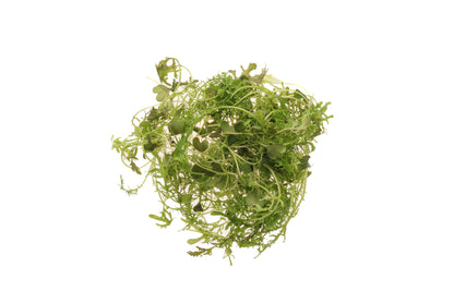 Set 9 semi bio per baby leaves & microgreens sm905