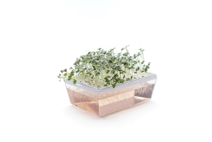 Starter kit baby leaves & microgreens - Asia Mix - sk904