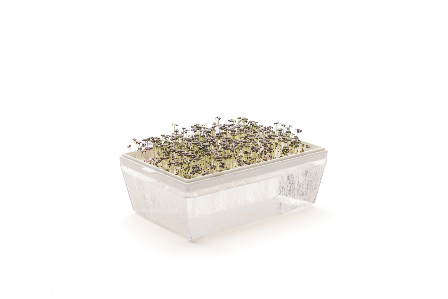 Starter kit baby leaves & microgreens - Asia Mix - sk904